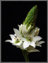 Rouw-Arrangementen